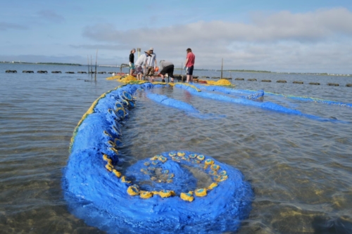 Sea Stars Installation (5-22-21)