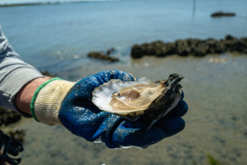 A Wild Pony oyster from the Lump (4-12-2021) Delicious!