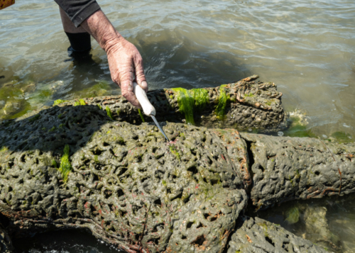 Clammerhead pointing out tiny oysters that have settled on Star. (4-12-21)